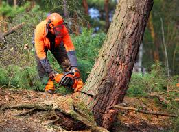 How Our Tree Care Process Works  in  Macdonnell Heights, NY