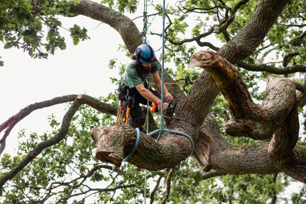 Best Tree Disease Treatment  in Macdonnell Heights, NY