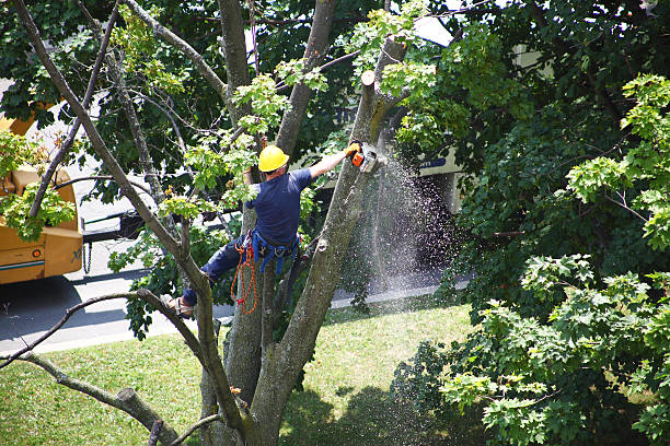 Best Stump Grinding and Removal  in Macdonnell Heights, NY